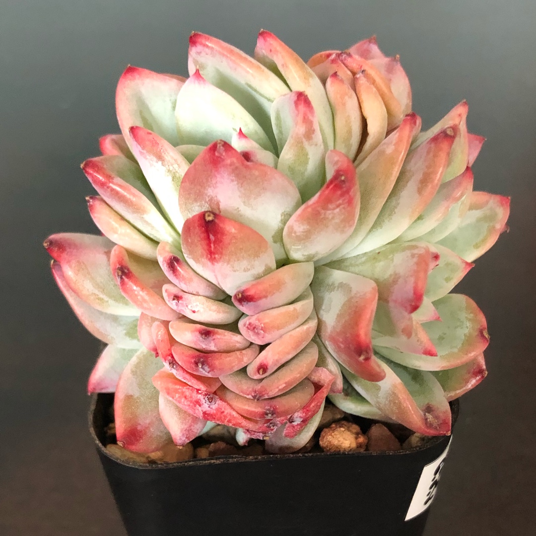 Echeveria Shine Bright in the GardenTags plant encyclopedia Echeveria Shine Bright in the GardenTags plant encyclopedia