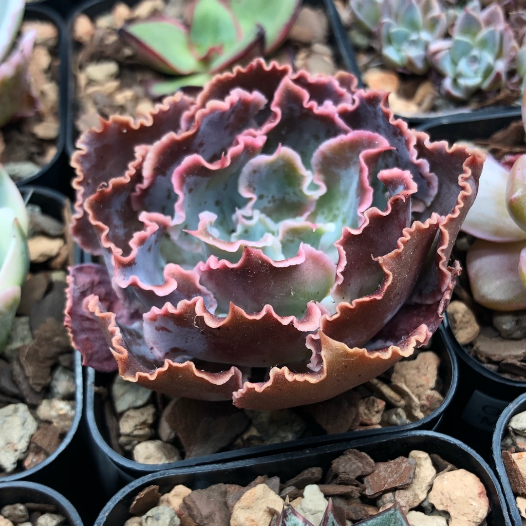 Echeveria Shaviana Madre Del Sur in the GardenTags plant encyclopedia Echeveria Shaviana Madre Del Sur in the GardenTags plant encyclopedia