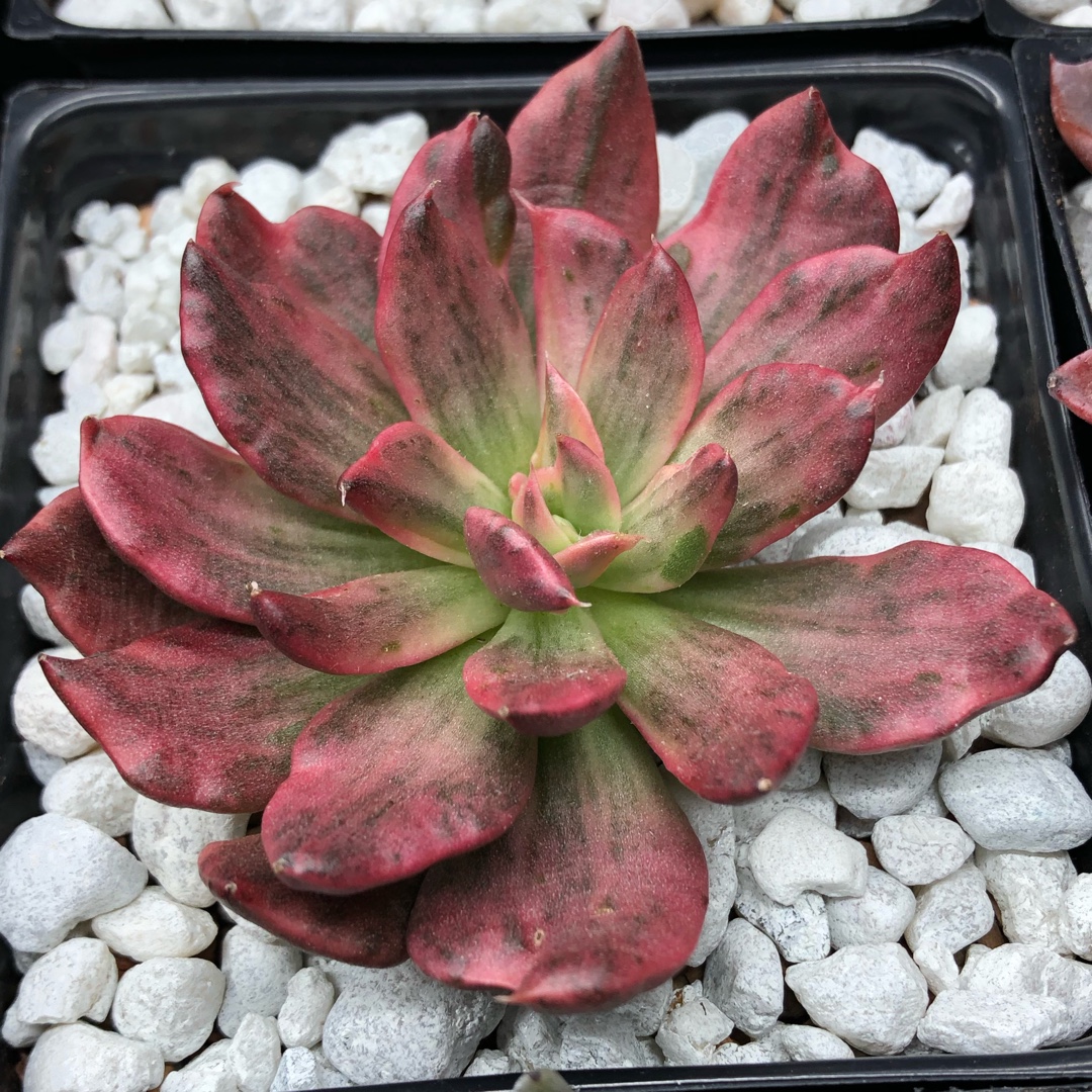 Echeveria Painted Frills Variegata in the GardenTags plant encyclopedia Echeveria Painted Frills Variegated in the GardenTags plant encyclopedia
