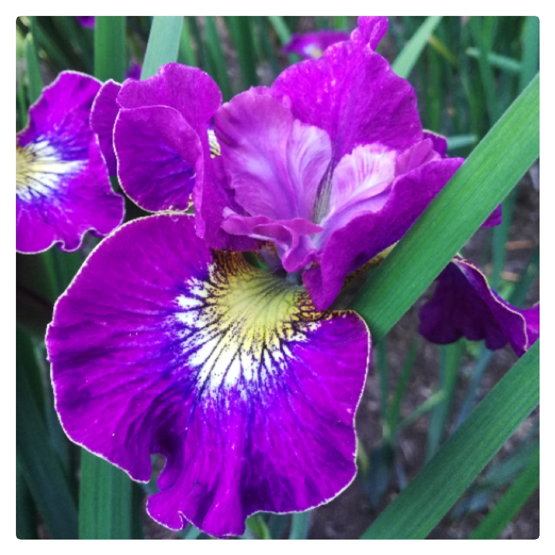 Iris sibirica Ruffles and Flourishes in the GardenTags plant encyclopedia Siberian Iris Ruffles and Flourishes in the GardenTags plant encyclopedia