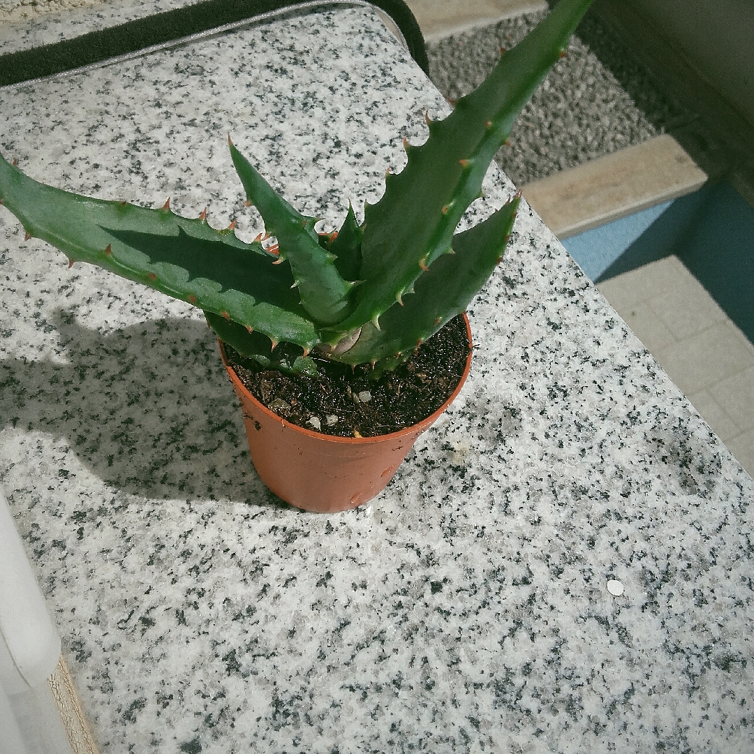 Aloe Crosbys Prolific in the GardenTags plant encyclopedia Aloe Crosbys Prolific in the GardenTags plant encyclopedia