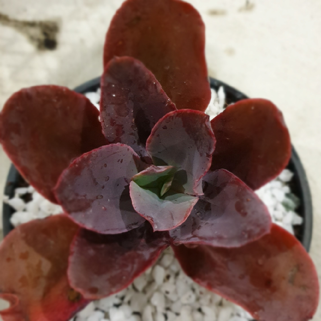 Echeveria Mary Butterfied in the GardenTags plant encyclopedia Echeveria Mary Butterfied in the GardenTags plant encyclopedia