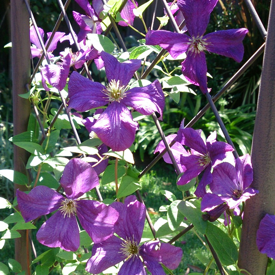 Clematis viticella Polish Spirit in the GardenTags plant encyclopedia Clematis Polish Spirit in the GardenTags plant encyclopedia