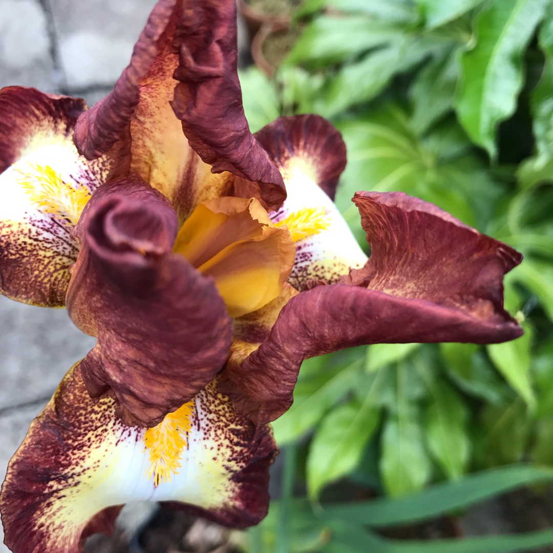 Iris x germanica Siva Siva in the GardenTags plant encyclopedia Bearded Iris Siva Siva (Tall) in the GardenTags plant encyclopedia