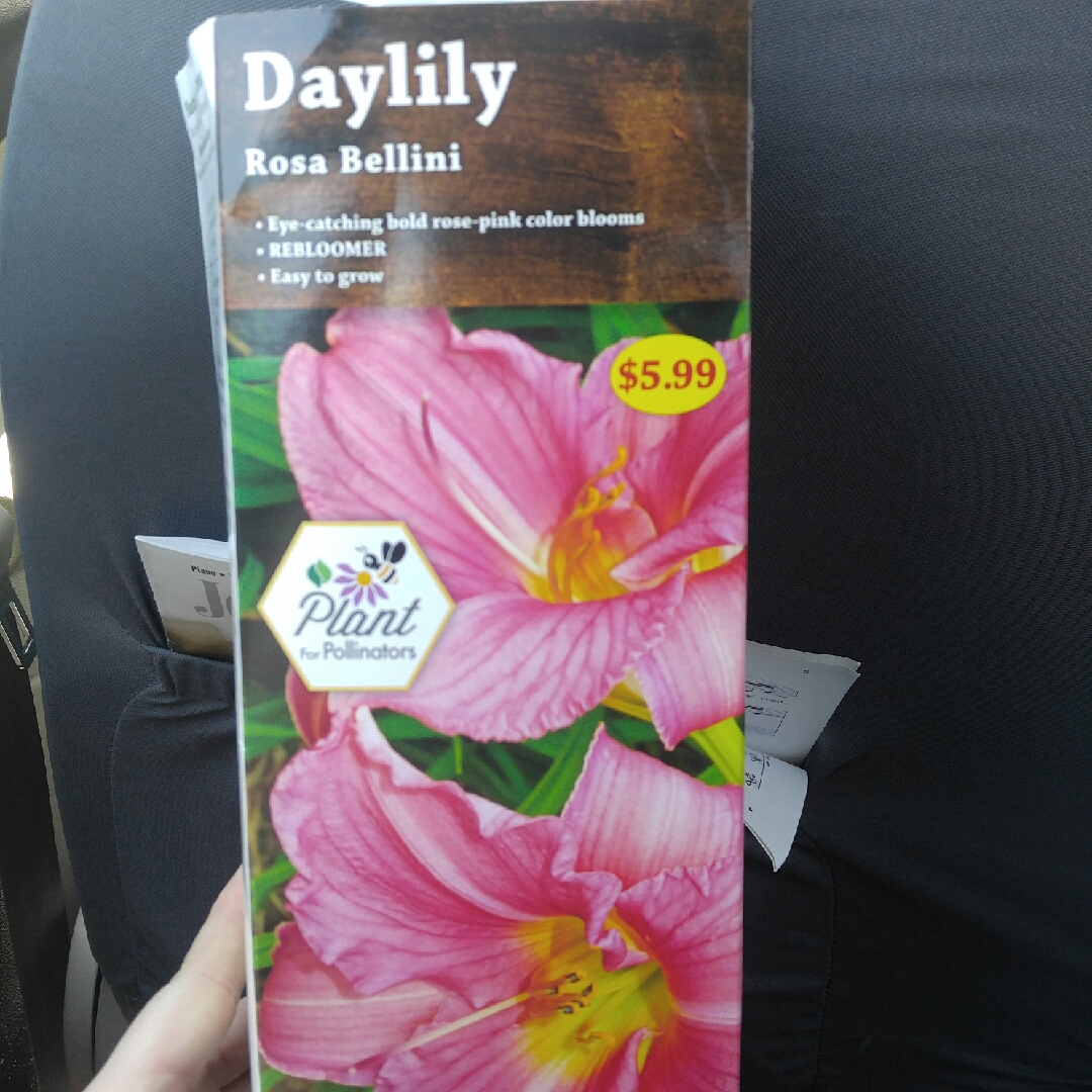Hemerocallis Bellini syn. Hemerocallis Rosa Bellini in the GardenTags plant encyclopedia Daylily Bellini in the GardenTags plant encyclopedia