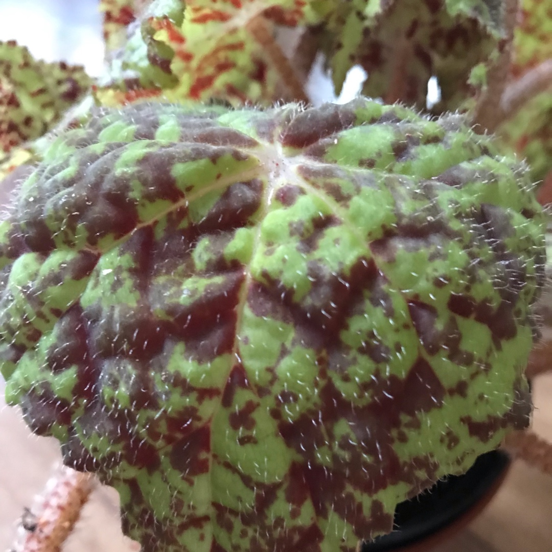 Begonia Marmaduke in the GardenTags plant encyclopedia Rhizomatous Begonia Marmaduke in the GardenTags plant encyclopedia