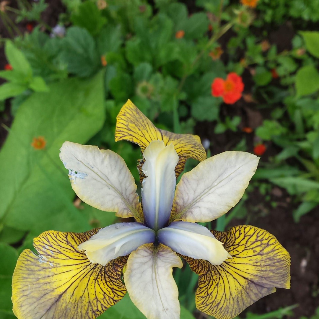 Iris sibirica Here Be Dragons in the GardenTags plant encyclopedia Siberian Iris Here Be Dragons in the GardenTags plant encyclopedia