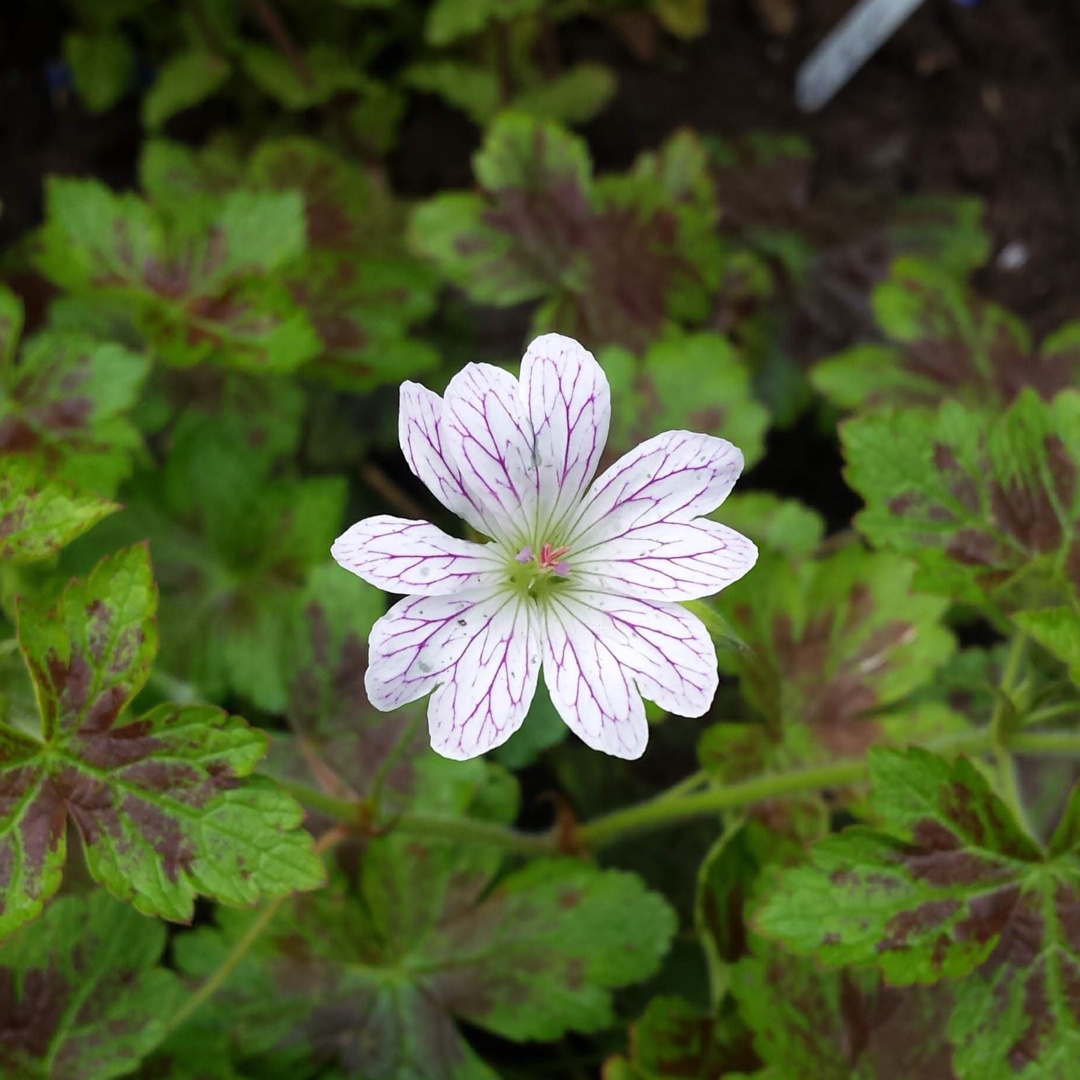 Geranium x oxonianum Tess in the GardenTags plant encyclopedia Oxford Cranesbill Tess in the GardenTags plant encyclopedia