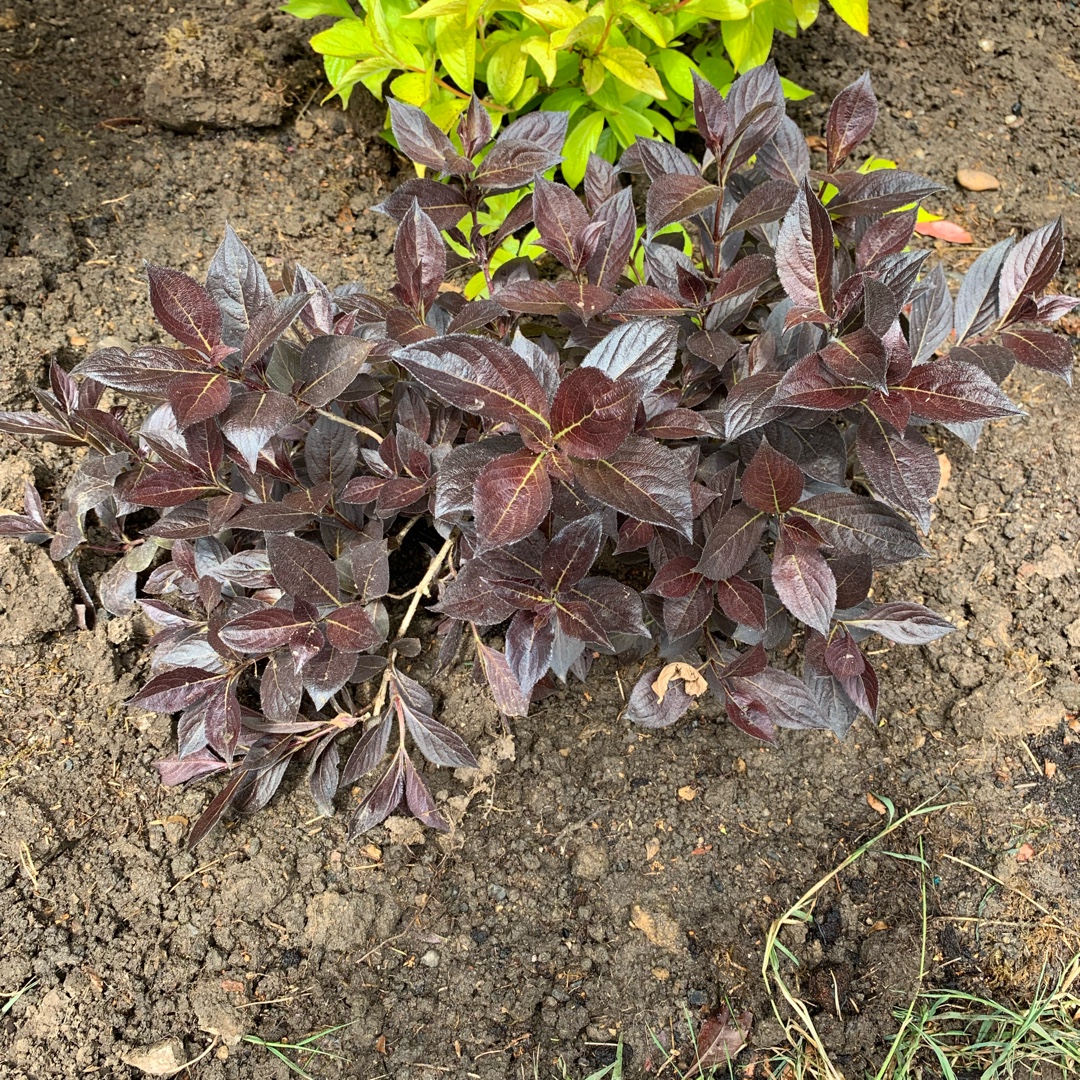Weigela Bokrashine syn. Weigela Naomi Campbell in the GardenTags plant encyclopedia Weigela Naomi Campbell in the GardenTags plant encyclopedia