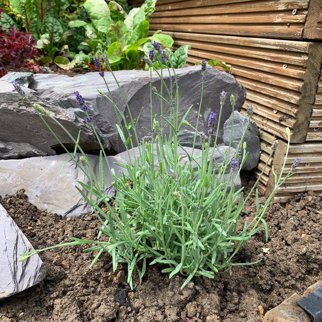 Lavandula angustifolia Loddon Blue in the GardenTags plant encyclopedia Lavender Loddon Blue in the GardenTags plant encyclopedia