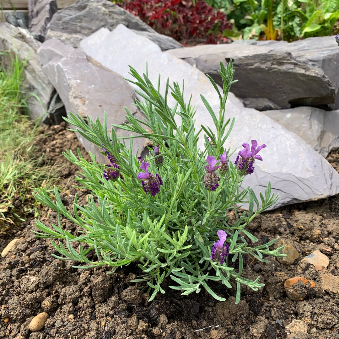 Lavandula stoechas subsp. stoechas Prolil syn. Lavandula stoechas subsp. stoechas Lilac Wings in the GardenTags plant encyclopedia Lavender Lilac Wings in the GardenTags plant encyclopedia