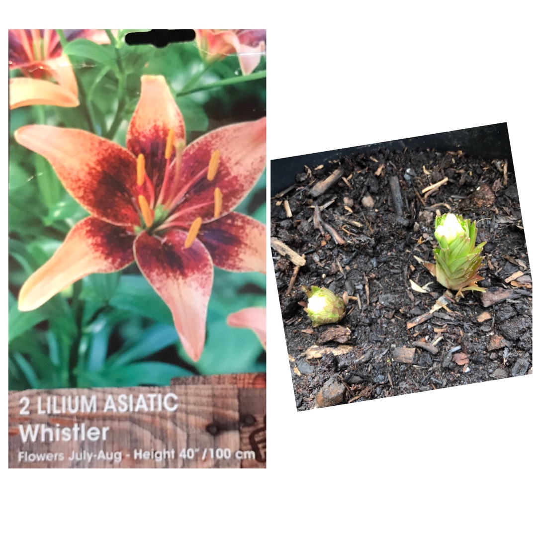 Lilium Whistler in the GardenTags plant encyclopedia Lily Whistler (Asiatic) in the GardenTags plant encyclopedia