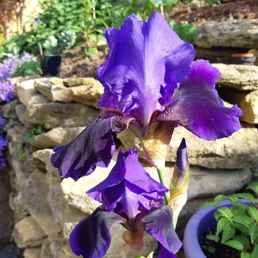 Iris x germanica Benton Nigel in the GardenTags plant encyclopedia Bearded Iris Benton Nigel (Tall) in the GardenTags plant encyclopedia