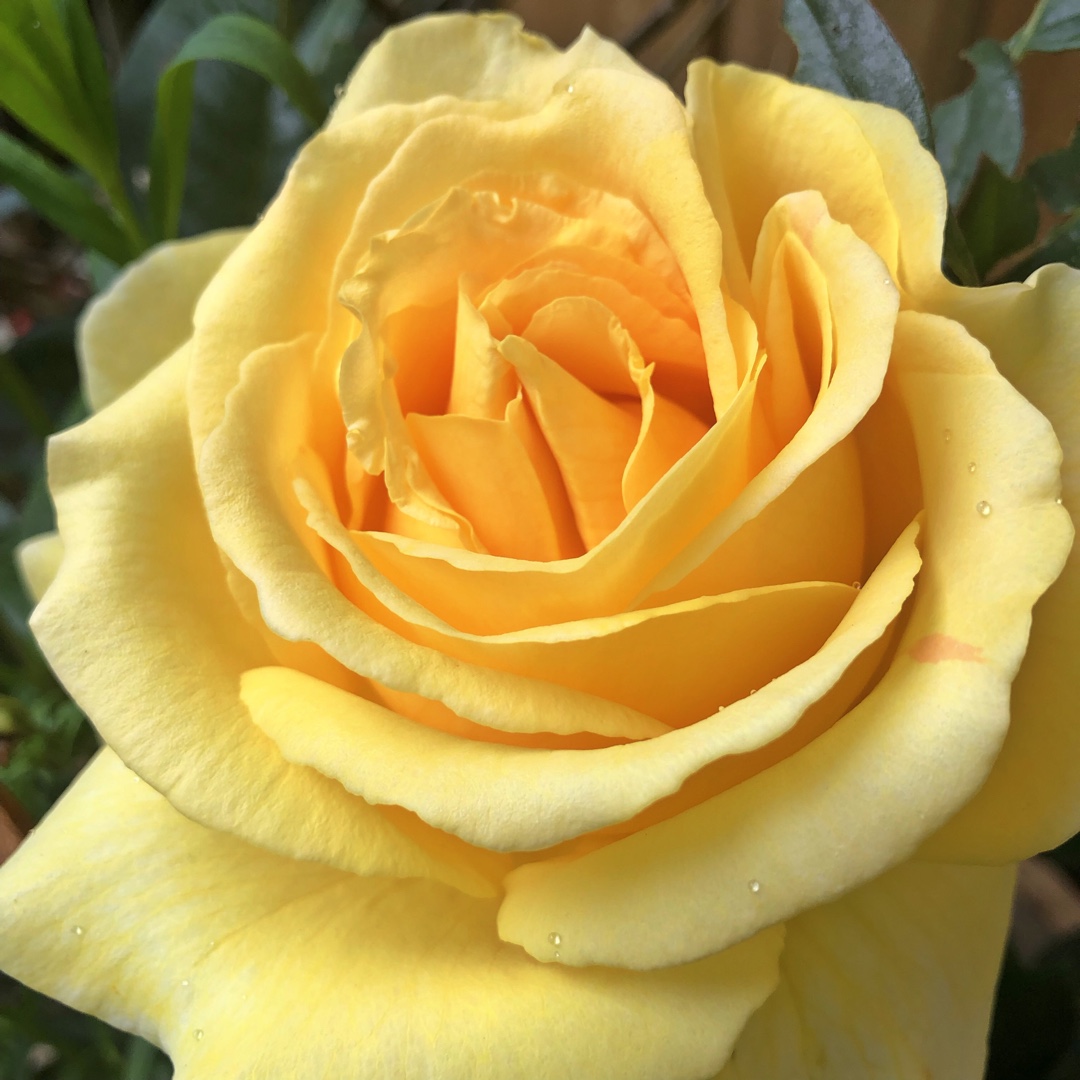 Rosa Tan94488 syn. Rosa Global Beauty, Rosa Bataclan, Rosa Candlelight, Rosa Les Annees Folles, Rosa RT 94-488 in the GardenTags plant encyclopedia Rose Global Beauty (Hybrid Tea) in the GardenTags plant encyclopedia