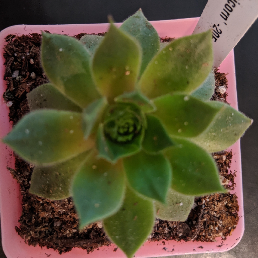 Sempervivum Unicorn in the GardenTags plant encyclopedia Sempervivum Unicorn in the GardenTags plant encyclopedia