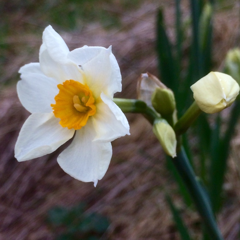 Daffodil Laurens Koster (Tazetta) in the GardenTags plant encyclopedia