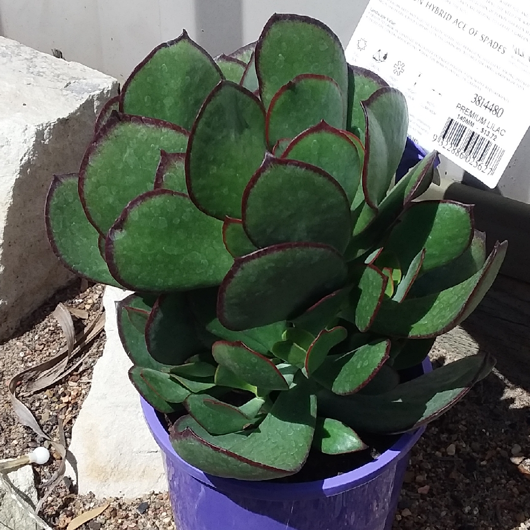 Cotyledon Ace of Spades in the GardenTags plant encyclopedia Cotyledon Ace of Spades in the GardenTags plant encyclopedia