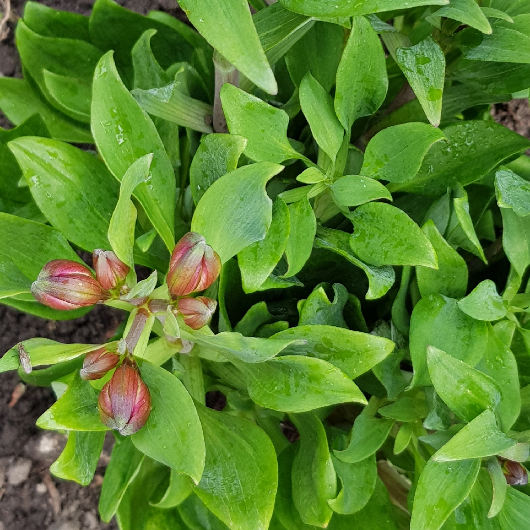 Alstroemeria Inca Replay in the GardenTags plant encyclopedia Peruvian Lily Inca Replay in the GardenTags plant encyclopedia