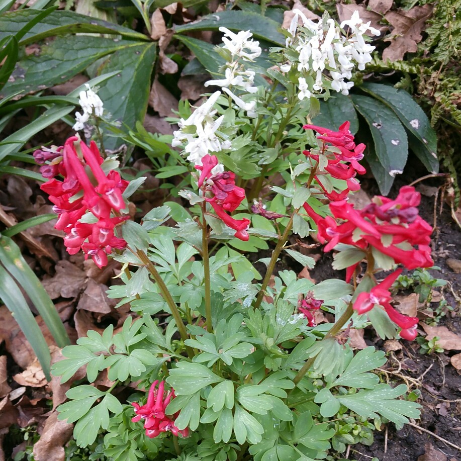 Corydalis solida Firebird in the GardenTags plant encyclopedia Corydalis Firebird in the GardenTags plant encyclopedia