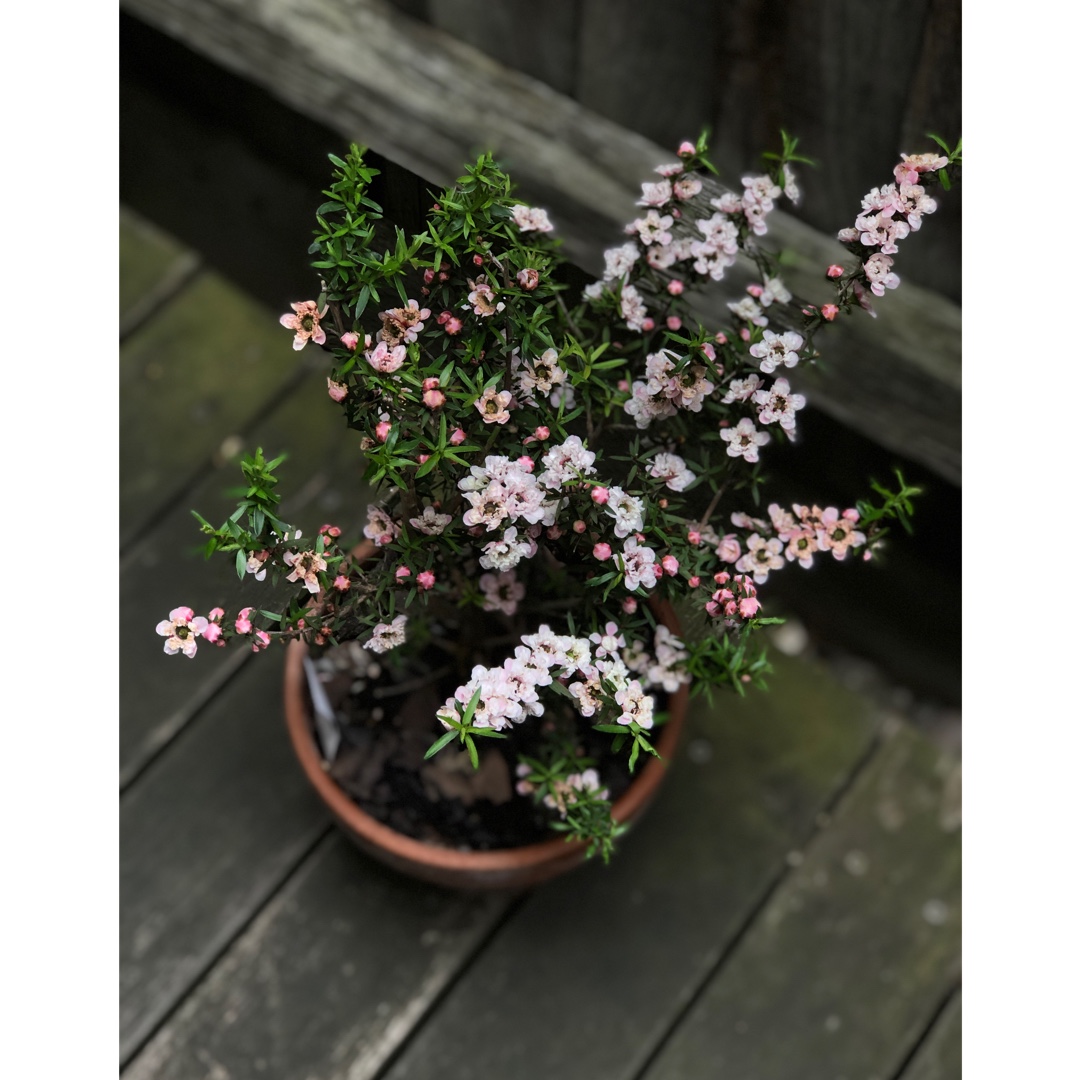 Leptospermum scoparium Apple Blossom in the GardenTags plant encyclopedia New Zealand Tea Tree Apple Blossom in the GardenTags plant encyclopedia