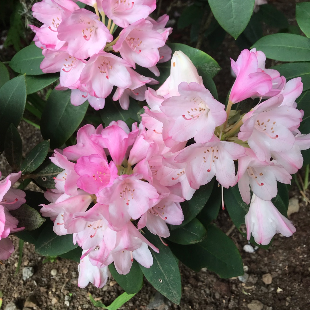 Rhododendron Queen Alice in the GardenTags plant encyclopedia Rhododendron Queen Alice in the GardenTags plant encyclopedia