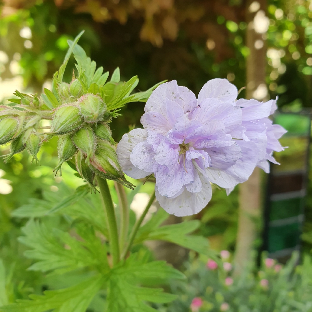 Geranium pratense Cloud Nine in the GardenTags plant encyclopedia Meadow Cranesbill Cloud Nine in the GardenTags plant encyclopedia