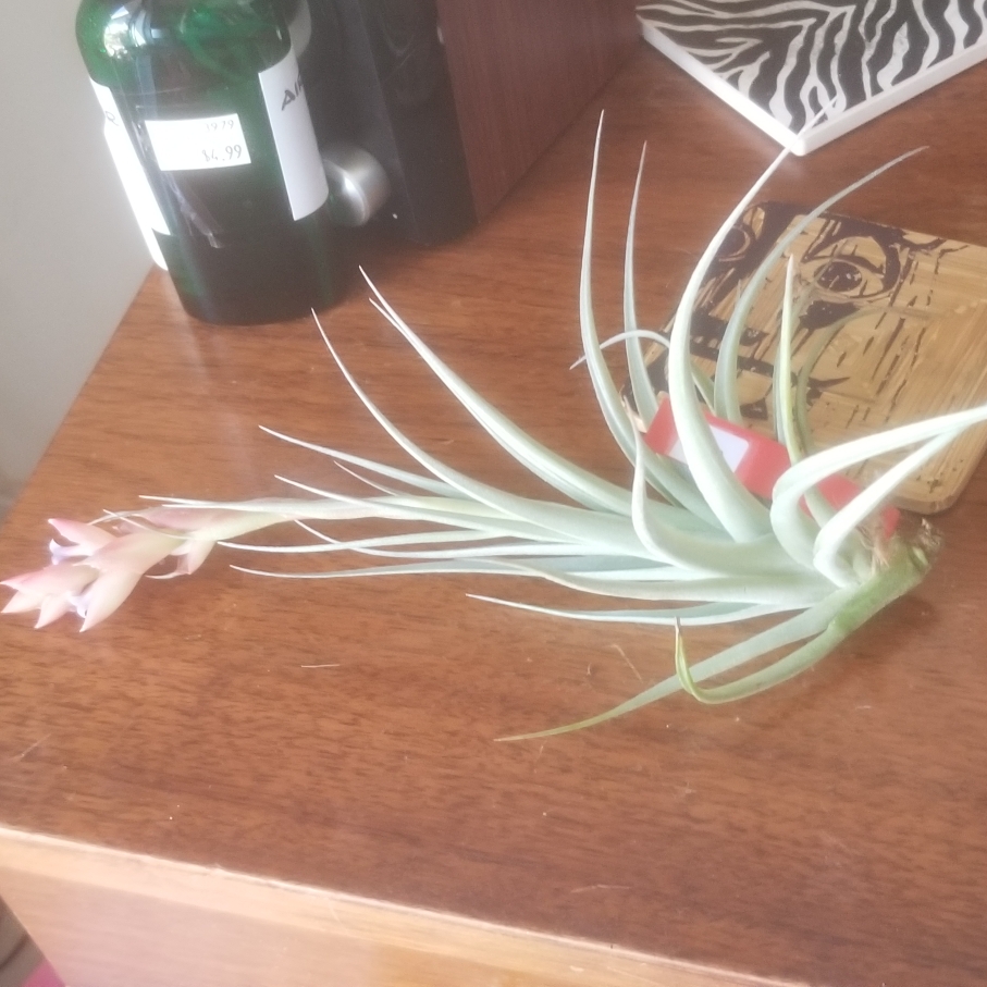 Tillandsia leonamiana in the GardenTags plant encyclopedia Airplant (Species) Tillandsia leonamiana in the GardenTags plant encyclopedia