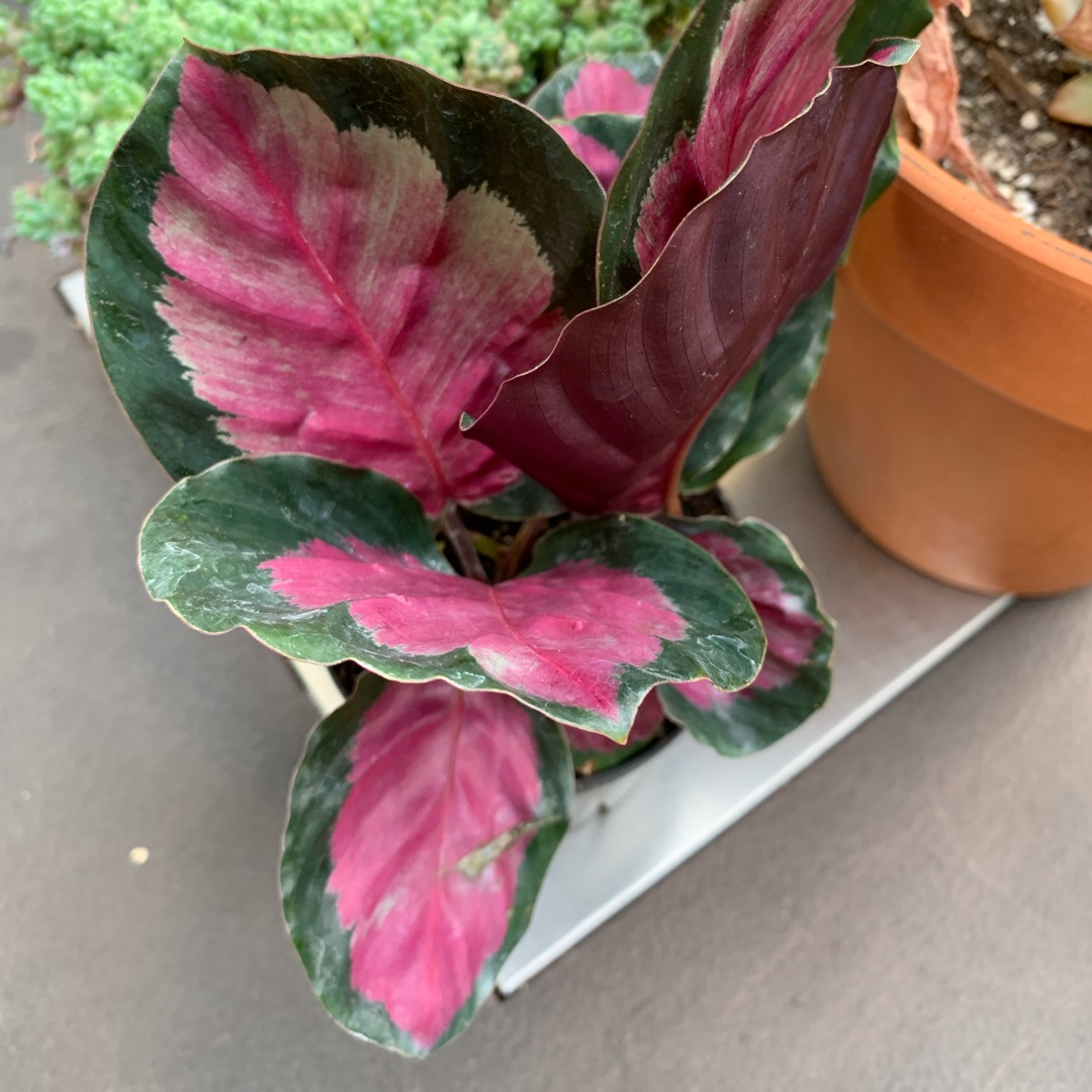Calathea Roseopicta Rosy in the GardenTags plant encyclopedia Calathea Roseopicta Rosy in the GardenTags plant encyclopedia