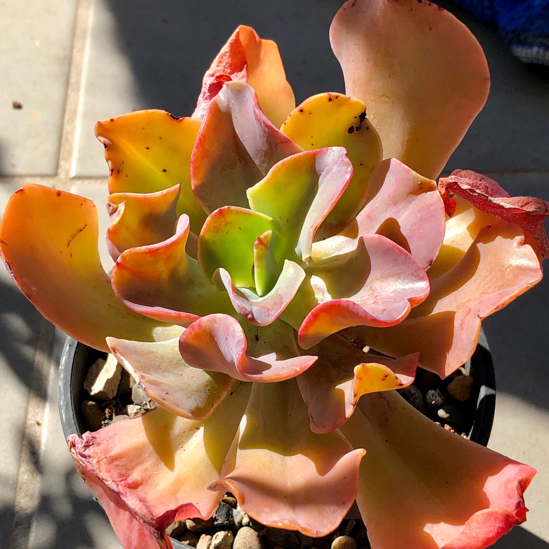 Echeveria Santa Barbara in the GardenTags plant encyclopedia Echeveria Santa Barbara in the GardenTags plant encyclopedia