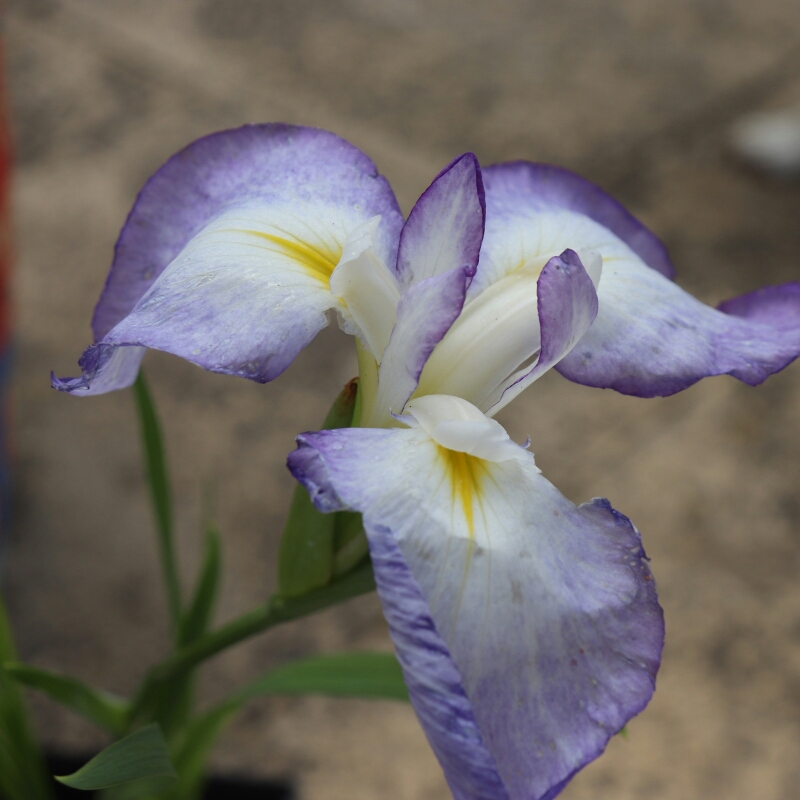 Iris ensata Gracieuse in the GardenTags plant encyclopedia Japanese Water Iris Gracieuse in the GardenTags plant encyclopedia