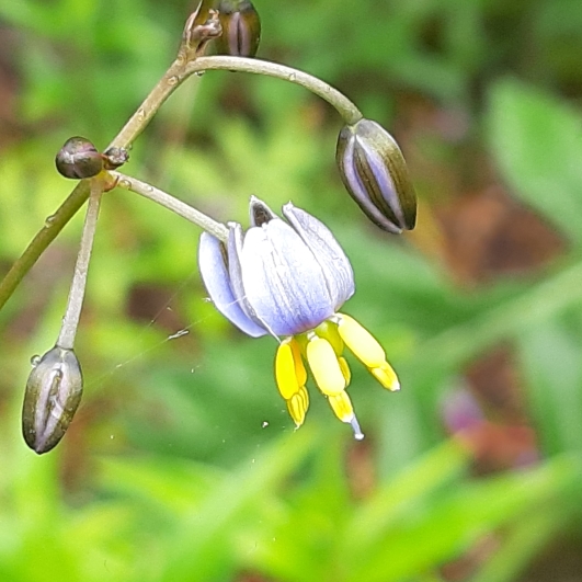 Dianella tasmanica in the GardenTags plant encyclopedia Tasmanian Flax Lily in the GardenTags plant encyclopedia
