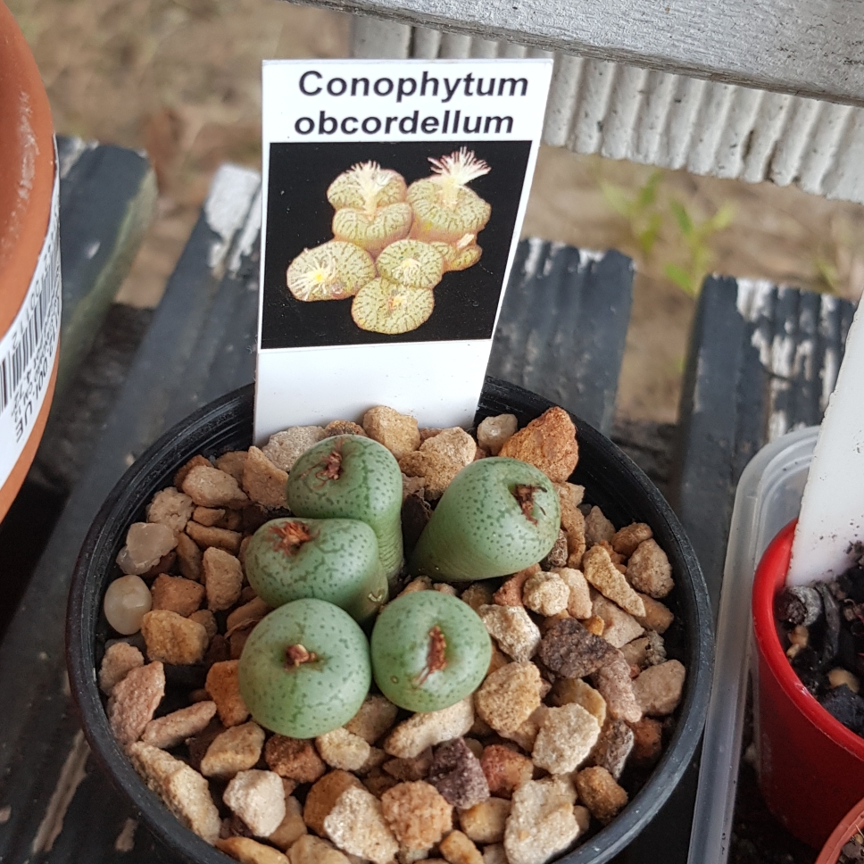 Conophytum Obcordellum in the GardenTags plant encyclopedia Living Pebble Obcordellum in the GardenTags plant encyclopedia