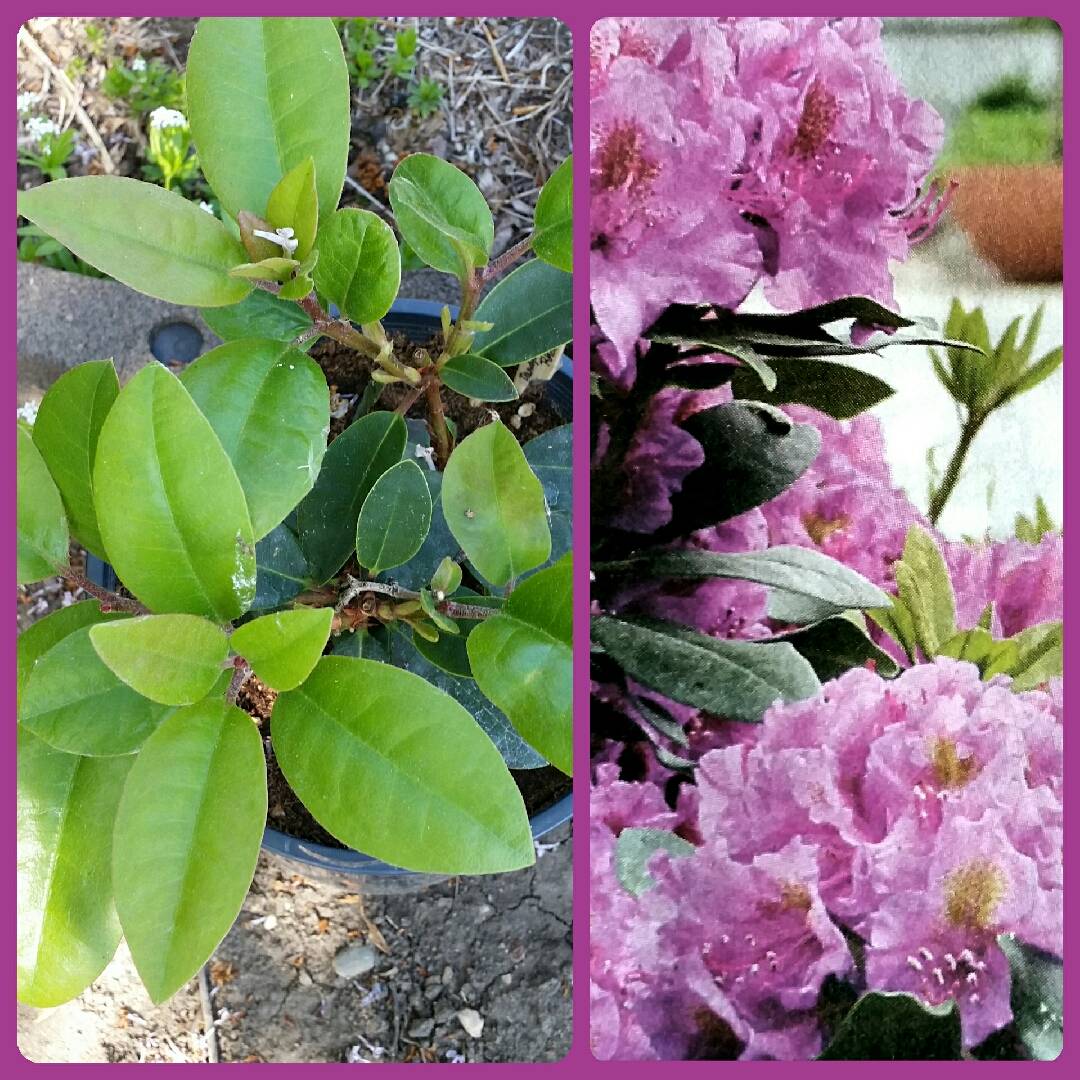 Rhododendron Lavj2011 (Dandy Man Series) syn. Rhododendron Dandy Man Purple in the GardenTags plant encyclopedia Rhododendron Dandy Man Purple in the GardenTags plant encyclopedia