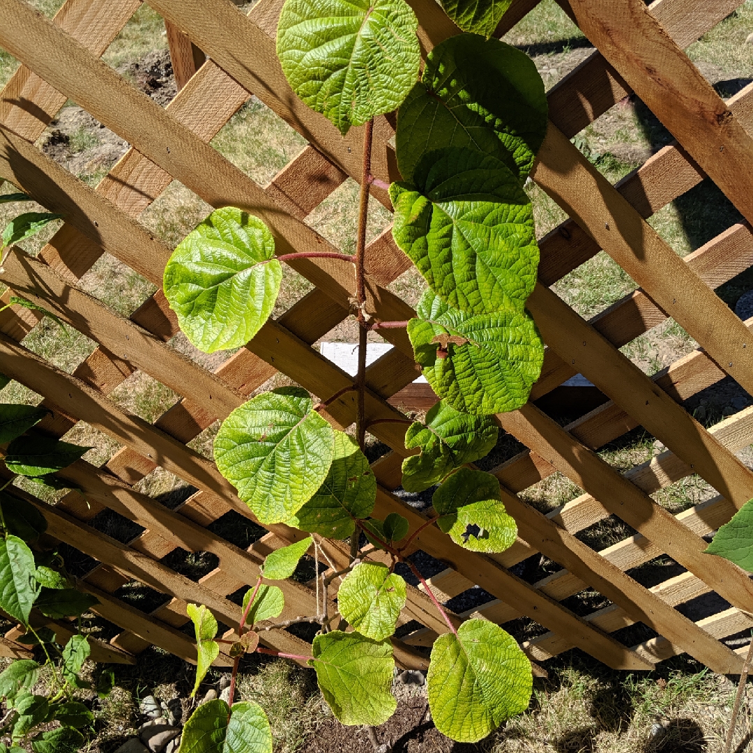 Actinidia deliciosa Matua in the GardenTags plant encyclopedia Kiwi Matua in the GardenTags plant encyclopedia