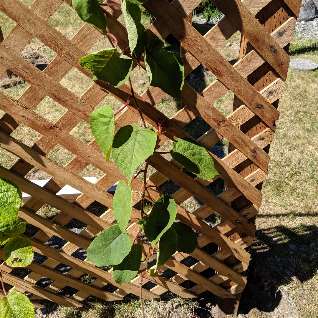 Actinidia deliciosa Saanichton in the GardenTags plant encyclopedia Kiwi Saanichton in the GardenTags plant encyclopedia