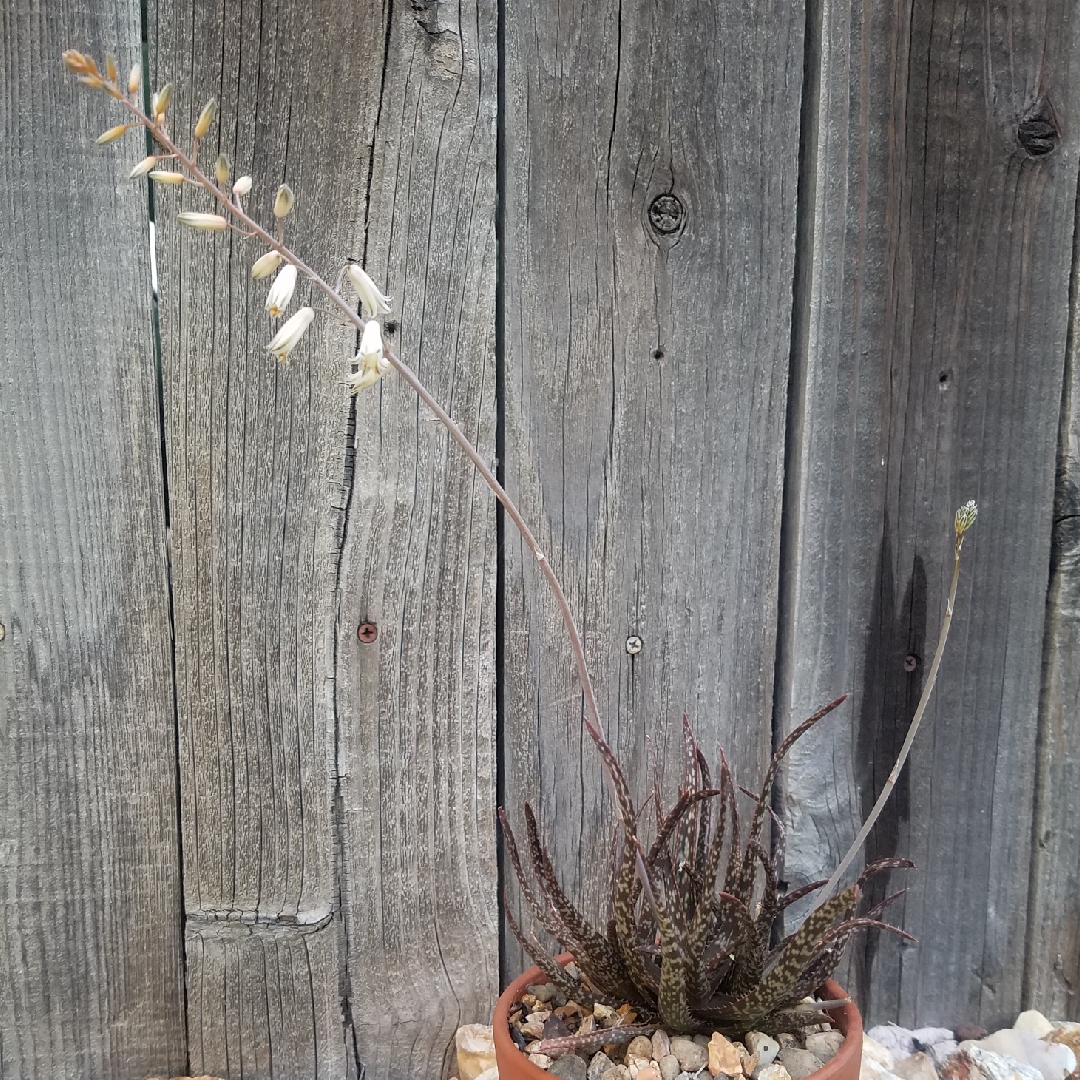 Aloe bellatula in the GardenTags plant encyclopedia Aloe Bellatula in the GardenTags plant encyclopedia