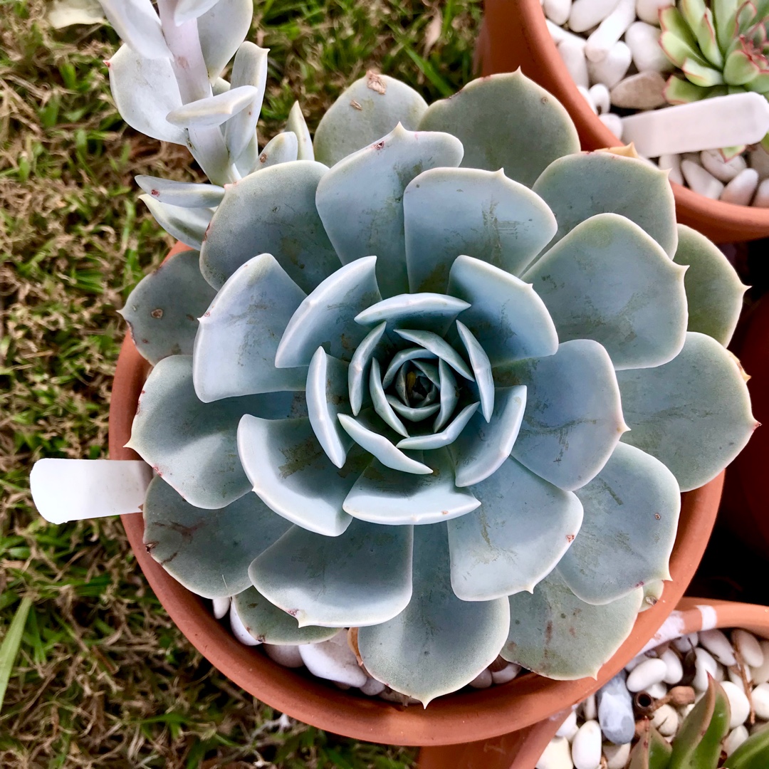 Echeveria Herstal in the GardenTags plant encyclopedia Echeveria Herstal in the GardenTags plant encyclopedia