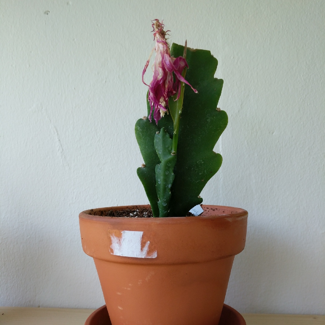 Disocactus in the GardenTags plant encyclopedia Disocactus in the GardenTags plant encyclopedia