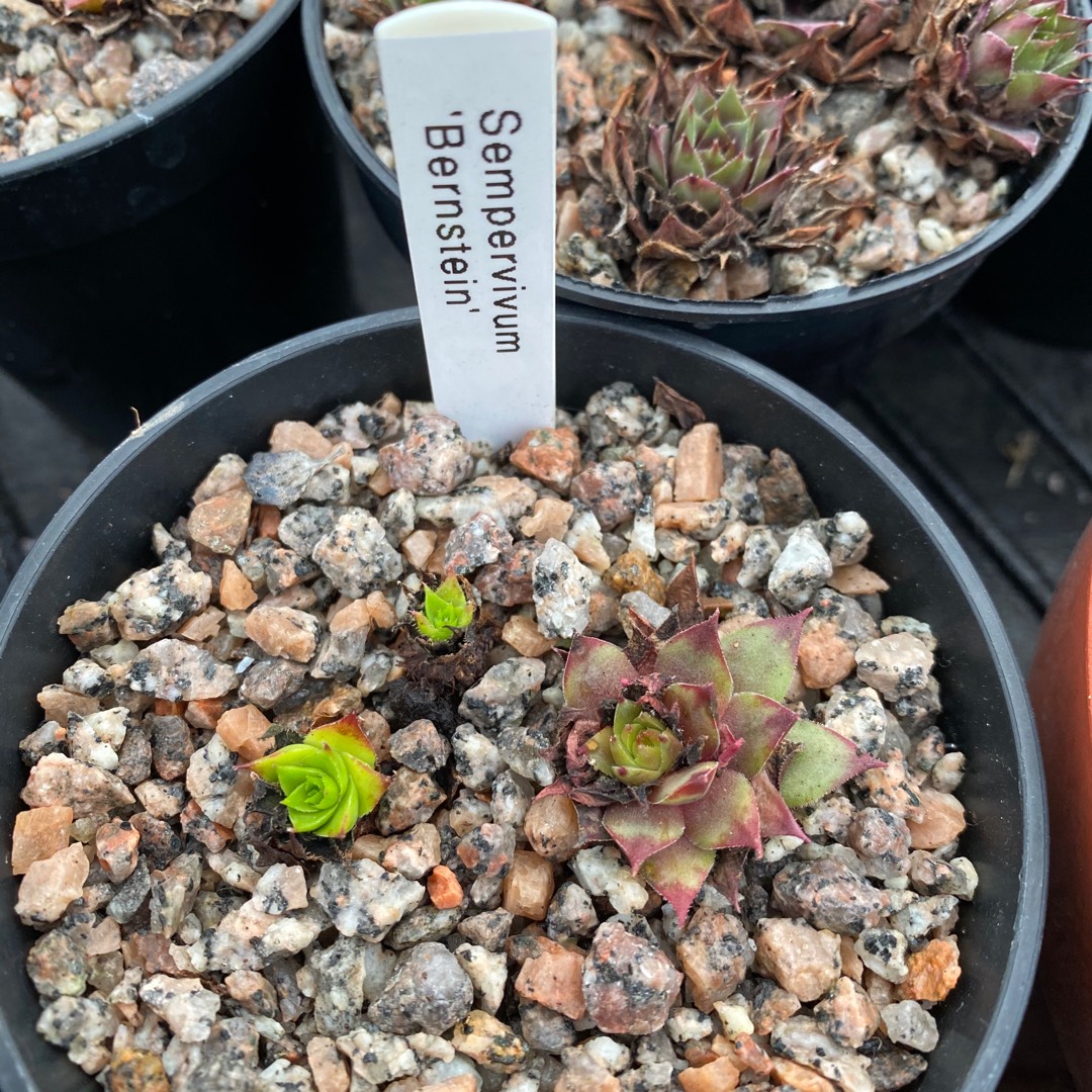 Sempervivum Bernstein in the GardenTags plant encyclopedia Sempervivum Bernstein in the GardenTags plant encyclopedia