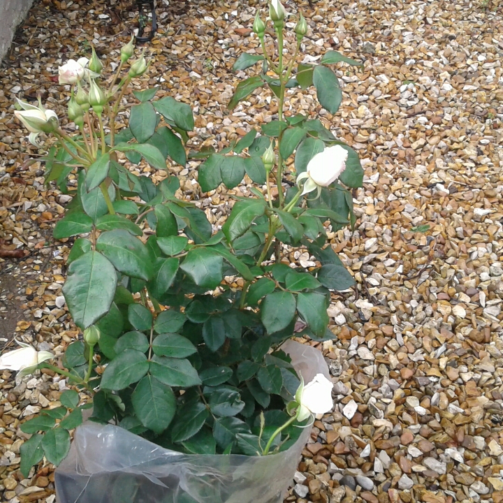 Rosa Raw1127 syn. Rosa Crazy In Love in the GardenTags plant encyclopedia Rose Crazy In Love (Shrub) in the GardenTags plant encyclopedia