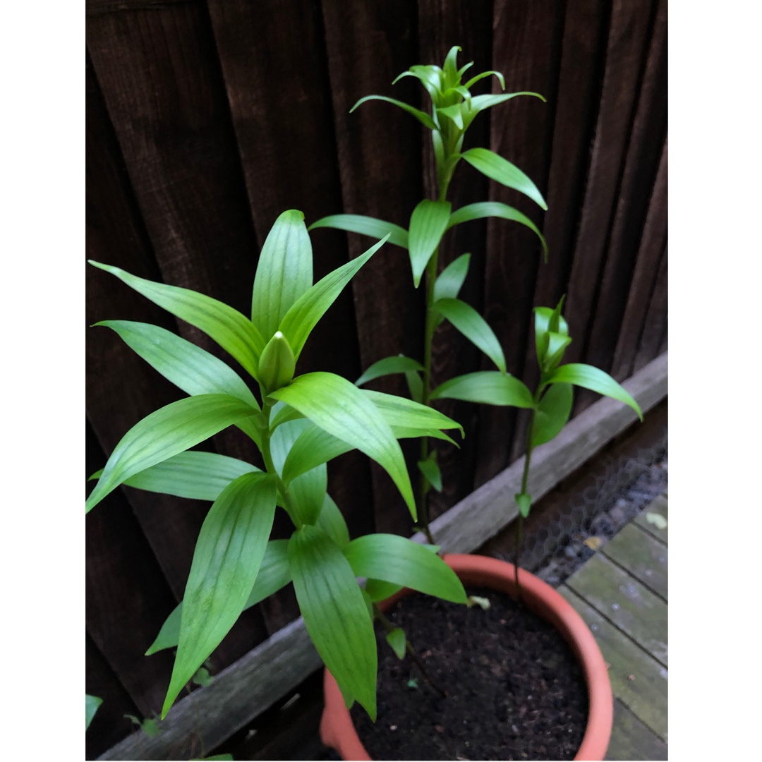 Lilium nepalense in the GardenTags plant encyclopedia Lily (Species) Lily of Nepal in the GardenTags plant encyclopedia
