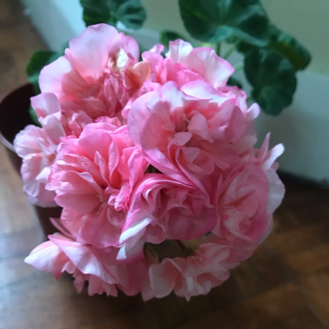 Pelargonium Rushmoor Mrs Eve Scott in the GardenTags plant encyclopedia Pelargonium Rushmoor Mrs Eve Scott (Zonartic Double) in the GardenTags plant encyclopedia