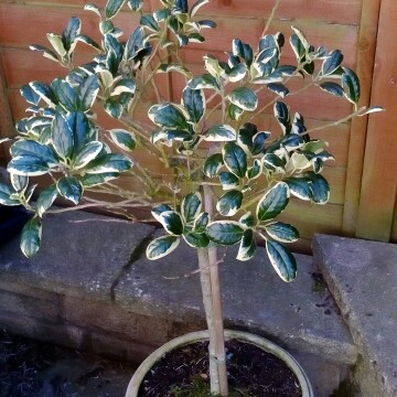 Ilex x altaclerensis Golden King in the GardenTags plant encyclopedia Holly Golden King in the GardenTags plant encyclopedia