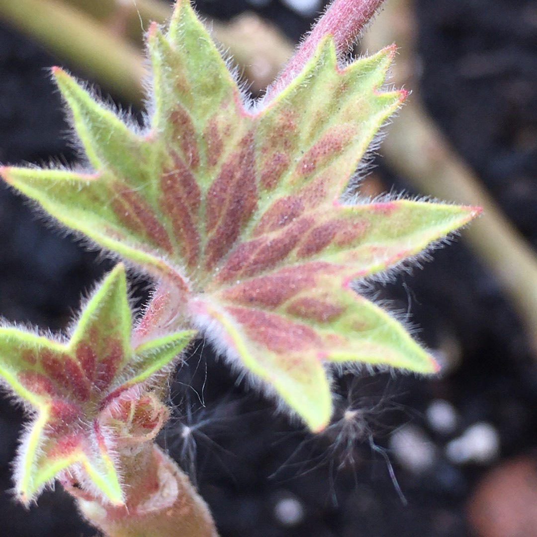 Pelargonium Bold Shades in the GardenTags plant encyclopedia Pelargonium Bold Shades (Zonal Dwarf) in the GardenTags plant encyclopedia