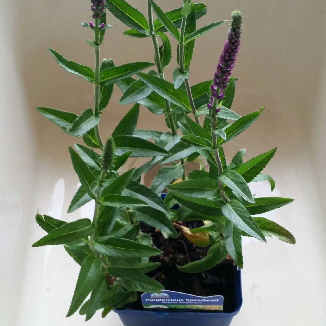 Veronica Purpleicious Harmony syn. Veronica spicata Purpleicious in the GardenTags plant encyclopedia Speedwell Purpleicious Harmony in the GardenTags plant encyclopedia