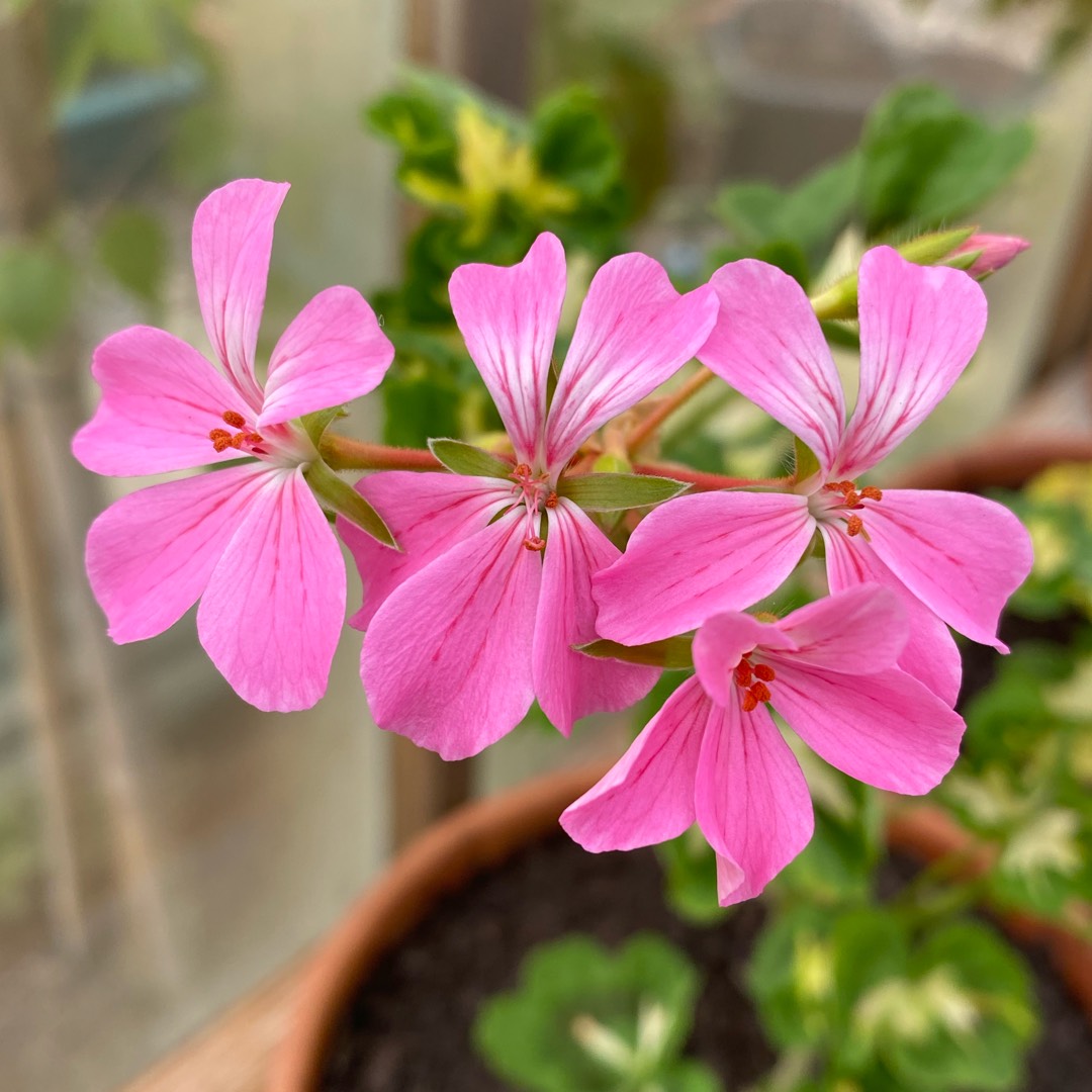 Pelargonium Pink Happy Thought in the GardenTags plant encyclopedia Pelargonium Pink Happy Thought (Zonal Variegated) in the GardenTags plant encyclopedia