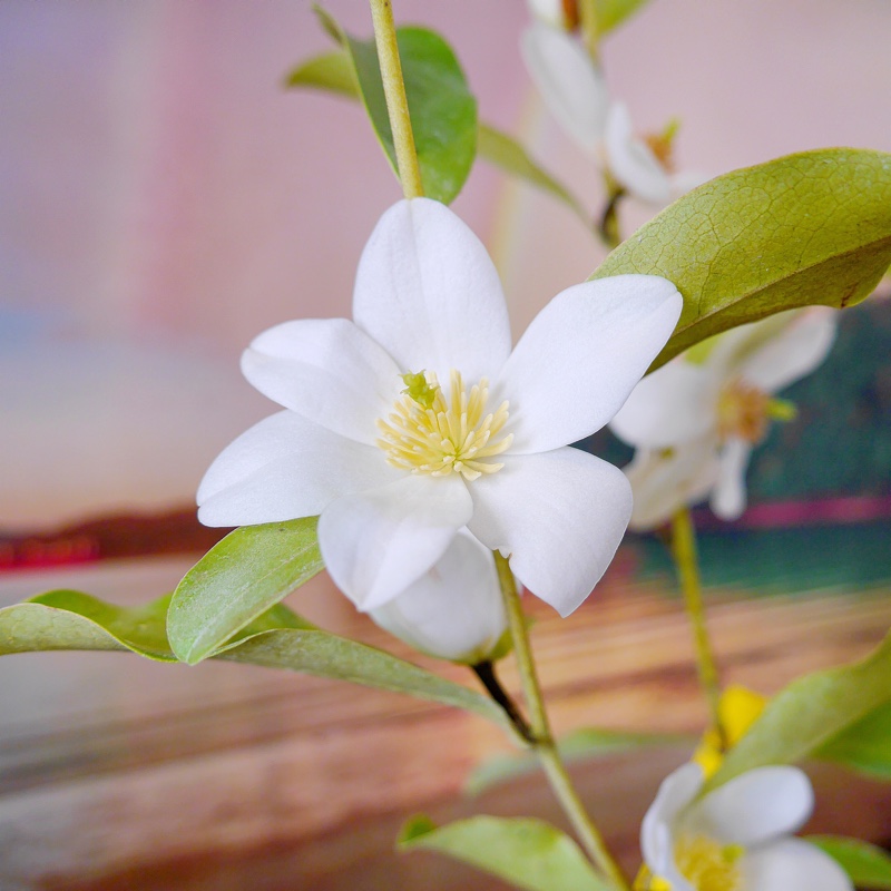 Michelia Yunnanensis syn. Michelia laevifolia, Magnolia Yunnanensis, Magnolia laevifolia in the GardenTags plant encyclopedia Michelia Yunnanensis in the GardenTags plant encyclopedia