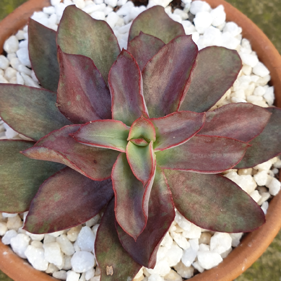 Echeveria Reims in the GardenTags plant encyclopedia Echeveria Reims in the GardenTags plant encyclopedia