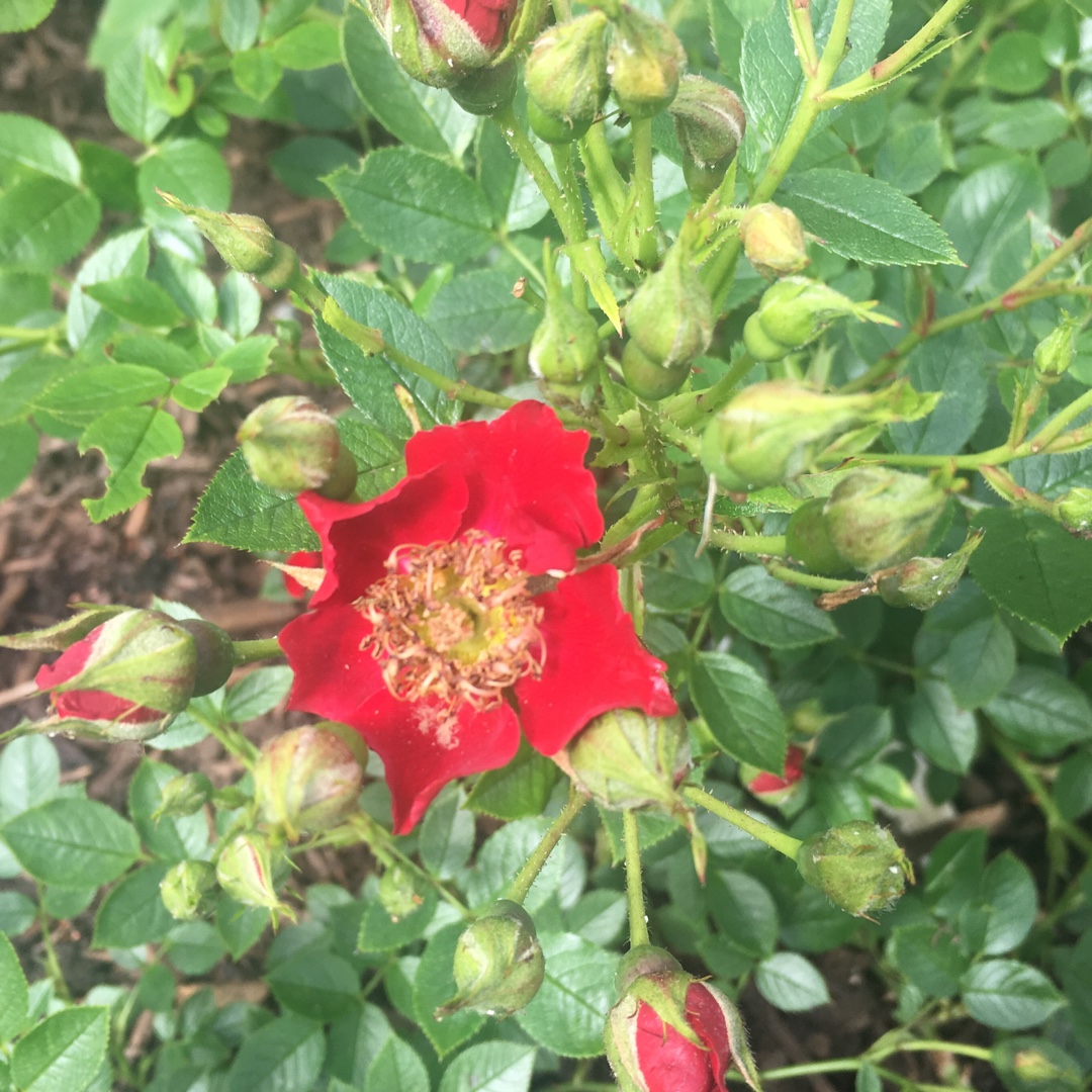 Rosa Eyecatcher in the GardenTags plant encyclopedia Rose Eyecatcher (Floribunda) in the GardenTags plant encyclopedia