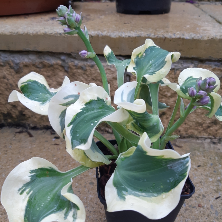 Hosta Mini Skirt in the GardenTags plant encyclopedia Plantain Lily Mini Skirt in the GardenTags plant encyclopedia